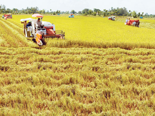 រៀបចំរចនាសម្ព័ន្ធឡើងវិញដើម្បីអភិវឌ្ឍន៍កសិកម្មនៅតំបន់វាលទំនាបទន្លេ CUU LONG